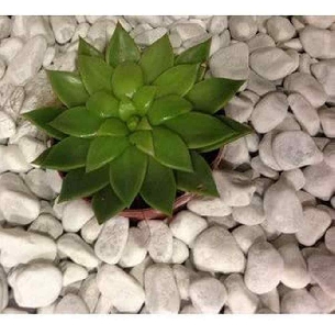 Ciottolo ornamentale bianco carrara Vaga Gruppo Mapei 25Kg -0