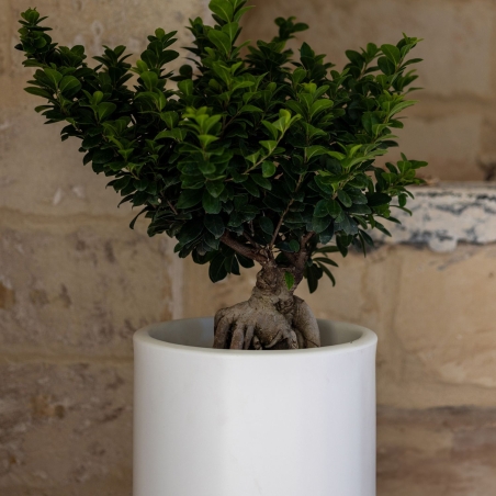 Vaso in polietilene colorato Barocco altezza 70cm -12