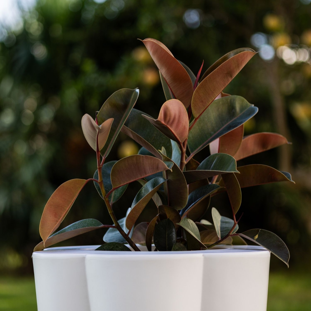 Vaso per piante colorato per interni ed esterni Lulet -31