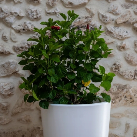 Portavaso in polietilene alto 110 cm - Gotico 110 -16